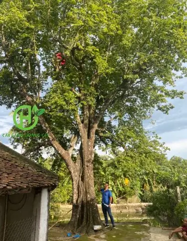 Hướng Dẫn Cách Trồng Cây Thị Thơm Chuẩn Kỹ Thuật: Từ Chọn Giống, Chuẩn Bị Đất Đến Chăm Sóc Cho Cây Nhanh Ra Quả Hướng Dẫn Cách Trồng Cây Thị Thơm Chuẩn Kỹ Thuật: Từ Chọn Giống, Chuẩn Bị Đất Đến Chăm Sóc Cho Cây Nhanh Ra Quả