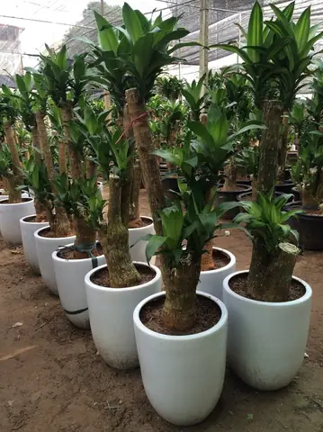 Hướng Dẫn Chi Tiết Cách Trồng Cây Thiết Mộc Lan Cho Gốc To, Khỏe Mạnh Và Ra Nhiều Chồi Hướng Dẫn Chi Tiết Cách Trồng Cây Thiết Mộc Lan Cho Gốc To, Khỏe Mạnh Và Ra Nhiều Chồi