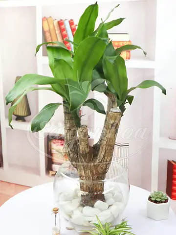 Hướng Dẫn Chi Tiết Cách Trồng Cây Thiết Mộc Lan Cho Gốc To, Khỏe Mạnh Và Ra Nhiều Chồi Hướng Dẫn Chi Tiết Cách Trồng Cây Thiết Mộc Lan Cho Gốc To, Khỏe Mạnh Và Ra Nhiều Chồi