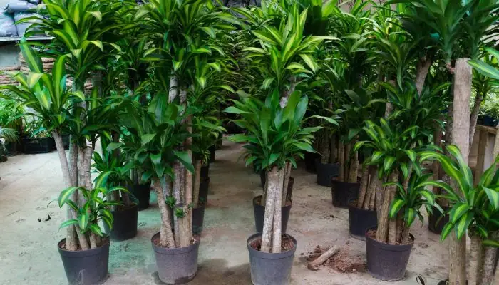 Hướng Dẫn Chi Tiết Cách Trồng Cây Thiết Mộc Lan Cho Gốc To, Khỏe Mạnh Và Ra Nhiều Chồi Hướng Dẫn Chi Tiết Cách Trồng Cây Thiết Mộc Lan Cho Gốc To, Khỏe Mạnh Và Ra Nhiều Chồi