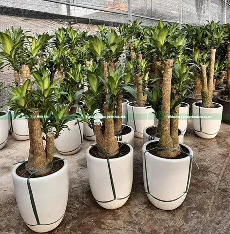 Hướng Dẫn Chi Tiết Cách Trồng Cây Thiết Mộc Lan Cho Gốc To, Khỏe Mạnh Và Ra Nhiều Chồi Hướng Dẫn Chi Tiết Cách Trồng Cây Thiết Mộc Lan Cho Gốc To, Khỏe Mạnh Và Ra Nhiều Chồi