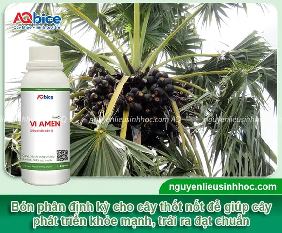 Hướng Dẫn Cách Trồng Cây Thốt Nốt Đúng Kỹ Thuật: Quy Trình Từ A-Z, Chăm Sóc Và Thời Gian Cho Trái