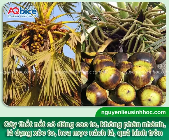 Hướng Dẫn Cách Trồng Cây Thốt Nốt Đúng Kỹ Thuật: Quy Trình Từ A-Z, Chăm Sóc Và Thời Gian Cho Trái