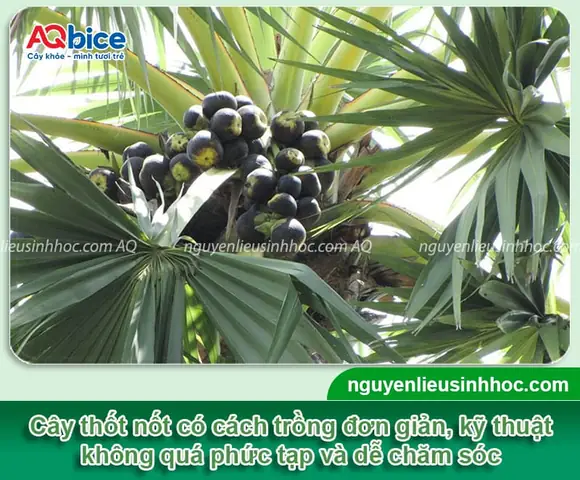 Hướng Dẫn Cách Trồng Cây Thốt Nốt Đúng Kỹ Thuật: Quy Trình Từ A-Z, Chăm Sóc Và Thời Gian Cho Trái