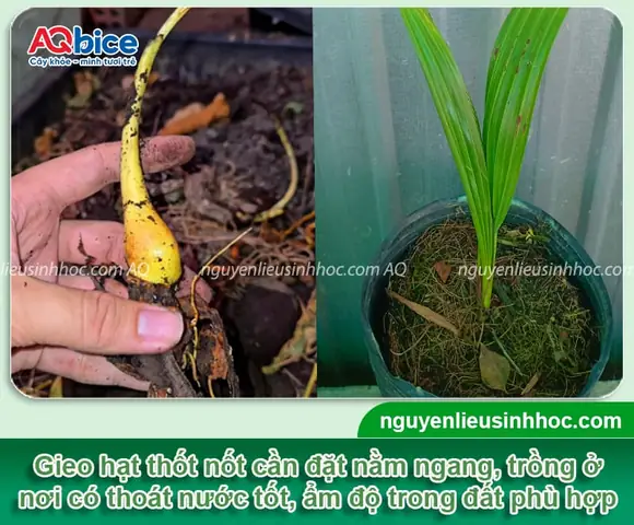 Hướng Dẫn Cách Trồng Cây Thốt Nốt Đúng Kỹ Thuật: Quy Trình Từ A-Z, Chăm Sóc Và Thời Gian Cho Trái
