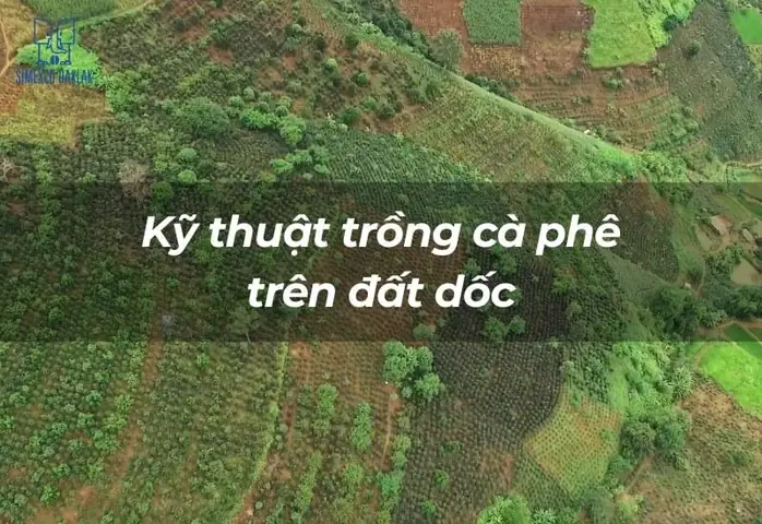 Cách Trồng Cây Thừng Mực (lồng Mức) Từ Hạt: Quy Trình Và Cách Chăm Sóc