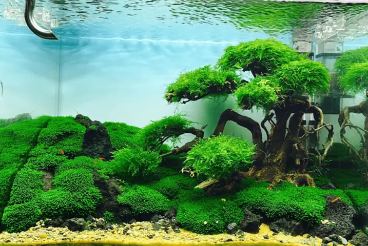 Cách Trồng Cây Thủy Sinh Không Cần Đất Nền: Hướng Dẫn Chi Tiết Cho Người Mới Bắt Đầu Cách Trồng Cây Thủy Sinh Không Cần Đất Nền: Hướng Dẫn Chi Tiết Cho Người Mới Bắt Đầu