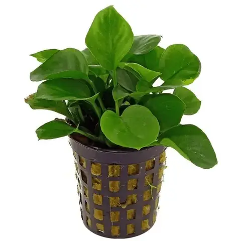 Cách Trồng Cây Thủy Sinh Không Cần Đất Nền: Hướng Dẫn Chi Tiết Cho Người Mới Bắt Đầu Cách Trồng Cây Thủy Sinh Không Cần Đất Nền: Hướng Dẫn Chi Tiết Cho Người Mới Bắt Đầu