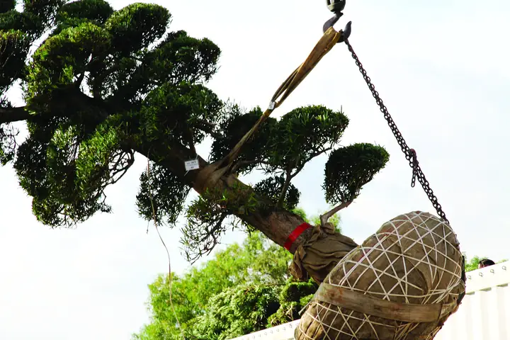 Cách Trồng Cây To: Hướng Dẫn Bứng, Di Dời Và Chăm Sóc Cây Lớn Cách Trồng Cây To: Hướng Dẫn Bứng, Di Dời Và Chăm Sóc Cây Lớn
