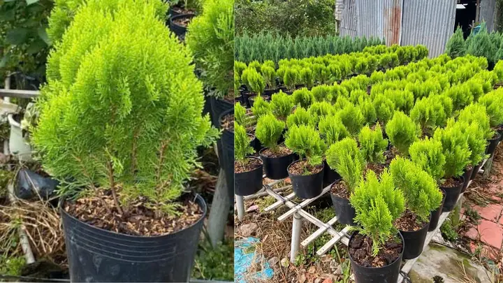 Hướng Dẫn Cách Trồng Cây Trắc Bách Diệp Chuẩn Kỹ Thuật: Quy Trình, Chăm Sóc & Ý Nghĩa Phong Thủy Hướng Dẫn Cách Trồng Cây Trắc Bách Diệp Chuẩn Kỹ Thuật: Quy Trình, Chăm Sóc & Ý Nghĩa Phong Thủy