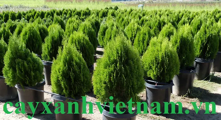 Hướng Dẫn Cách Trồng Cây Trắc Bách Diệp Chuẩn Kỹ Thuật: Quy Trình, Chăm Sóc & Ý Nghĩa Phong Thủy Hướng Dẫn Cách Trồng Cây Trắc Bách Diệp Chuẩn Kỹ Thuật: Quy Trình, Chăm Sóc & Ý Nghĩa Phong Thủy