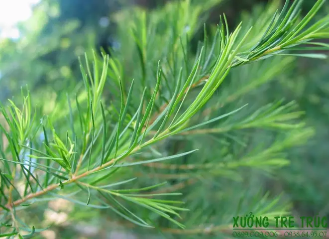 Cách Trồng Cây Tràm: Hướng Dẫn Chi Tiết Từ A-Z
