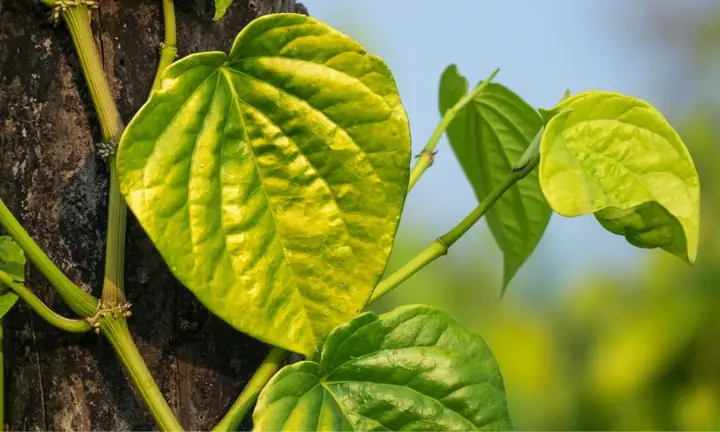 Cách Trồng Cây Trầu Không Trong Chậu Tại Nhà: Hướng Dẫn Cho Người Mới Cách Trồng Cây Trầu Không Trong Chậu Tại Nhà: Hướng Dẫn Cho Người Mới