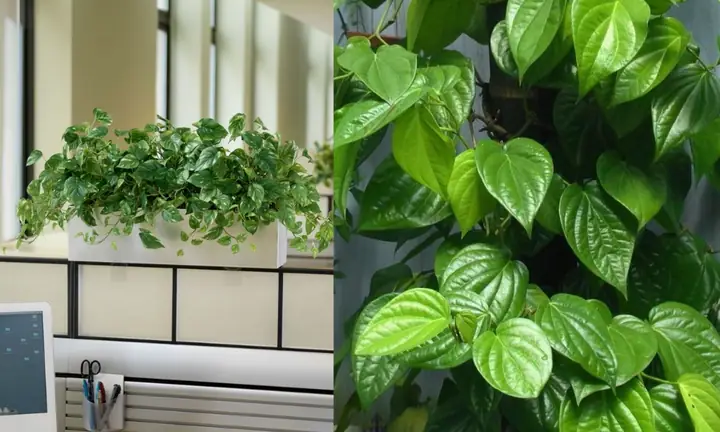 Cách Trồng Cây Trầu Không Trong Chậu Tại Nhà: Hướng Dẫn Cho Người Mới Cách Trồng Cây Trầu Không Trong Chậu Tại Nhà: Hướng Dẫn Cho Người Mới