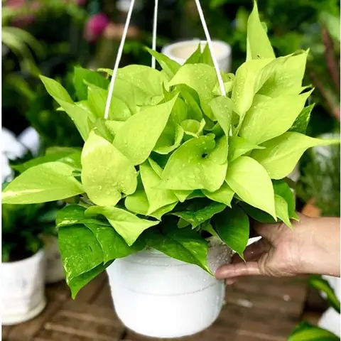 Cách Trồng Và Chăm Sóc Cây Trầu Bà Cẩm Thạch Đúng Cách, Luôn Xanh Tốt Cách Trồng Và Chăm Sóc Cây Trầu Bà Cẩm Thạch Đúng Cách, Luôn Xanh Tốt