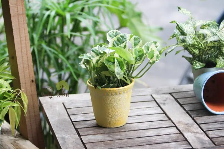 Cách Trồng Và Chăm Sóc Cây Trầu Bà Cẩm Thạch Đúng Cách, Luôn Xanh Tốt Cách Trồng Và Chăm Sóc Cây Trầu Bà Cẩm Thạch Đúng Cách, Luôn Xanh Tốt