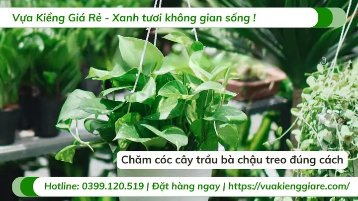Hướng Dẫn Chi Tiết Cách Trồng Cây Trầu Bà Chậu Treo Tươi Tốt Tại Nhà