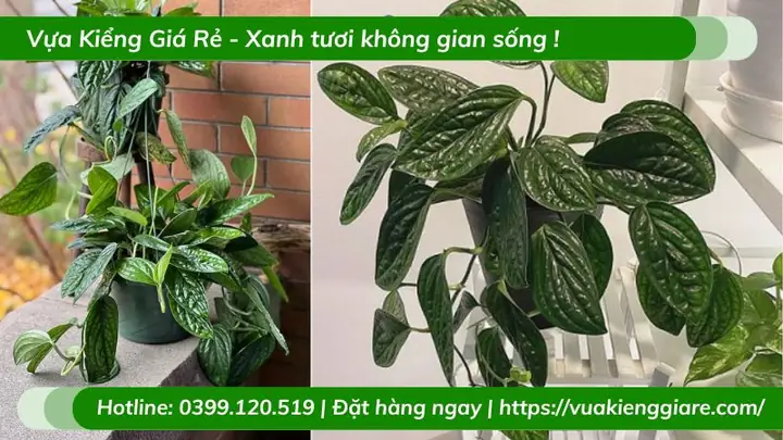 Hướng Dẫn Chi Tiết Cách Trồng Cây Trầu Bà Chậu Treo Tươi Tốt Tại Nhà