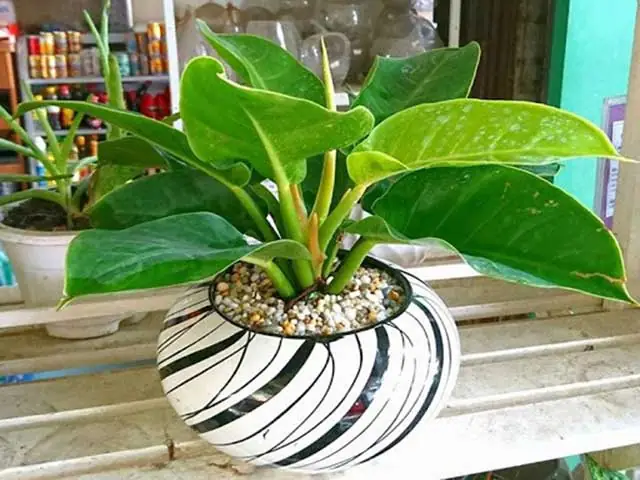 Hướng Dẫn Chi Tiết Cách Trồng Và Chăm Sóc Cây Trầu Bà Đế Vương Xanh Tốt Hướng Dẫn Chi Tiết Cách Trồng Và Chăm Sóc Cây Trầu Bà Đế Vương Xanh Tốt