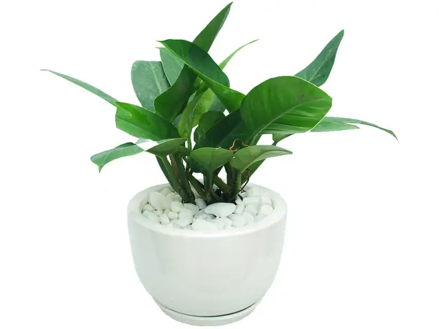 Hướng Dẫn Chi Tiết Cách Trồng Và Chăm Sóc Cây Trầu Bà Đế Vương Xanh Tốt Hướng Dẫn Chi Tiết Cách Trồng Và Chăm Sóc Cây Trầu Bà Đế Vương Xanh Tốt