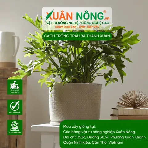 Hướng Dẫn Chi Tiết Cách Trồng Và Chăm Sóc Cây Trầu Bà Thanh Xuân Tại Nhà