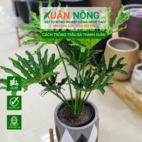 Hướng Dẫn Chi Tiết Cách Trồng Và Chăm Sóc Cây Trầu Bà Thanh Xuân Tại Nhà