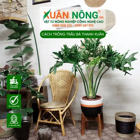 Hướng Dẫn Chi Tiết Cách Trồng Và Chăm Sóc Cây Trầu Bà Thanh Xuân Tại Nhà
