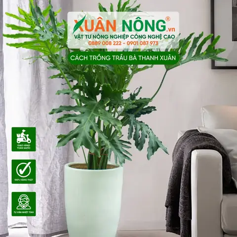 Hướng Dẫn Chi Tiết Cách Trồng Và Chăm Sóc Cây Trầu Bà Thanh Xuân Tại Nhà