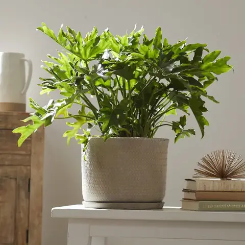 Hướng Dẫn Chi Tiết Cách Trồng Và Chăm Sóc Cây Trầu Bà Thanh Xuân Tại Nhà