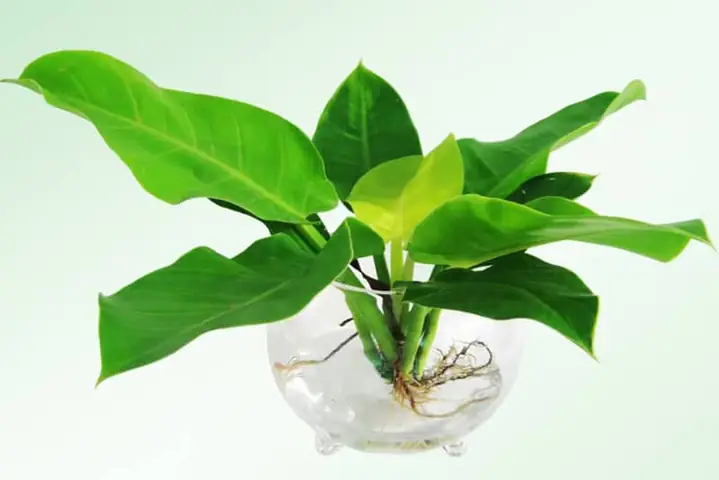 Cách Trồng Cây Trầu Bà Trong Nước: Hướng Dẫn Chi Tiết Từ Chuyên Gia Cách Trồng Cây Trầu Bà Trong Nước: Hướng Dẫn Chi Tiết Từ Chuyên Gia