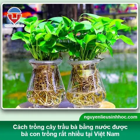 Cách Trồng Cây Trầu Bà Trong Nước: Hướng Dẫn Chi Tiết Từ Chuyên Gia Cách Trồng Cây Trầu Bà Trong Nước: Hướng Dẫn Chi Tiết Từ Chuyên Gia