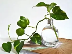 Cách Trồng Cây Trầu Bà Trong Nước: Hướng Dẫn Chi Tiết Từ Chuyên Gia Cách Trồng Cây Trầu Bà Trong Nước: Hướng Dẫn Chi Tiết Từ Chuyên Gia