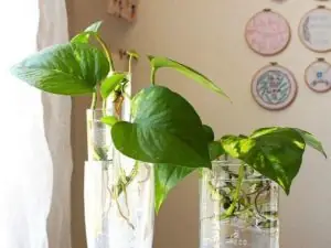 Cách Trồng Cây Trầu Bà Trong Nước: Hướng Dẫn Chi Tiết Từ Chuyên Gia Cách Trồng Cây Trầu Bà Trong Nước: Hướng Dẫn Chi Tiết Từ Chuyên Gia
