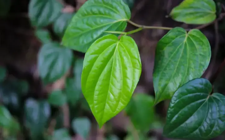 Hướng Dẫn Chi Tiết Cách Trồng Và Chăm Sóc Cây Trầu Không Xanh Tốt Tại Nhà Hướng Dẫn Chi Tiết Cách Trồng Và Chăm Sóc Cây Trầu Không Xanh Tốt Tại Nhà