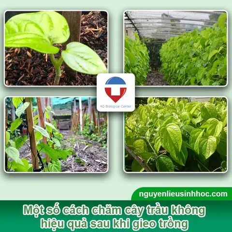 Hướng Dẫn Chi Tiết Cách Trồng Và Chăm Sóc Cây Trầu Không Xanh Tốt Tại Nhà Hướng Dẫn Chi Tiết Cách Trồng Và Chăm Sóc Cây Trầu Không Xanh Tốt Tại Nhà