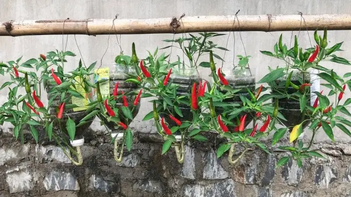 Cách Trồng Cây Treo Ngược Đơn Giản, Đẹp Mắt Và Tiết Kiệm Diện Tích