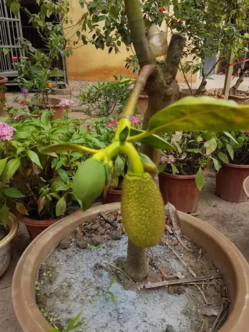 Hướng Dẫn Chi Tiết Cách Trồng Cây Trong Chậu Đúng Kỹ Thuật Cho Người Mới Bắt Đầu Hướng Dẫn Chi Tiết Cách Trồng Cây Trong Chậu Đúng Kỹ Thuật Cho Người Mới Bắt Đầu