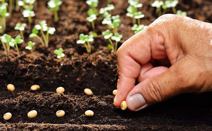 Hướng Dẫn Chi Tiết Cách Trồng Cây Trong Chậu Đúng Kỹ Thuật Cho Người Mới Bắt Đầu Hướng Dẫn Chi Tiết Cách Trồng Cây Trong Chậu Đúng Kỹ Thuật Cho Người Mới Bắt Đầu