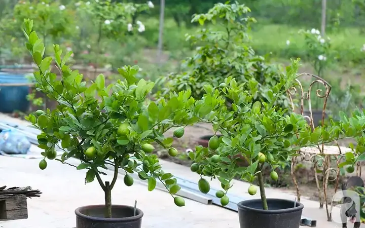 Hướng Dẫn Chi Tiết Cách Trồng Cây Trong Chậu Đúng Kỹ Thuật Cho Người Mới Bắt Đầu Hướng Dẫn Chi Tiết Cách Trồng Cây Trong Chậu Đúng Kỹ Thuật Cho Người Mới Bắt Đầu