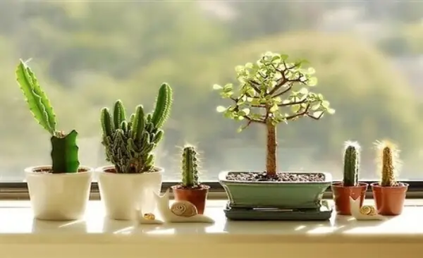 Hướng Dẫn Chi Tiết Cách Trồng Cây Trong Chậu Đúng Kỹ Thuật Cho Người Mới Bắt Đầu Hướng Dẫn Chi Tiết Cách Trồng Cây Trong Chậu Đúng Kỹ Thuật Cho Người Mới Bắt Đầu
