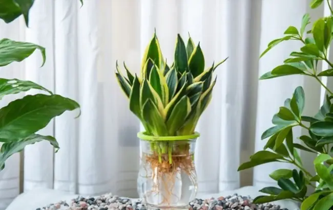 Hướng Dẫn Chi Tiết Cách Trồng Cây Trong Nước: Từ A-Z Cho Người Mới Bắt Đầu Hướng Dẫn Chi Tiết Cách Trồng Cây Trong Nước: Từ A-Z Cho Người Mới Bắt Đầu