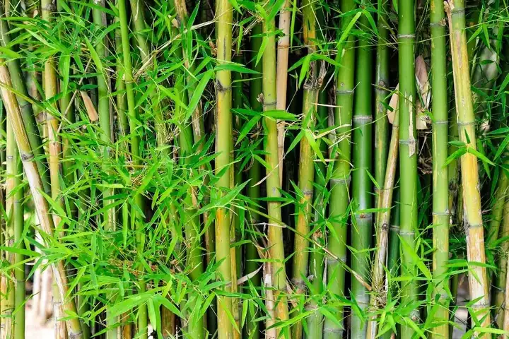 Cách Trồng Cây Trúc Đơn Giản, Giúp Cây Xanh Tốt Bền Vững