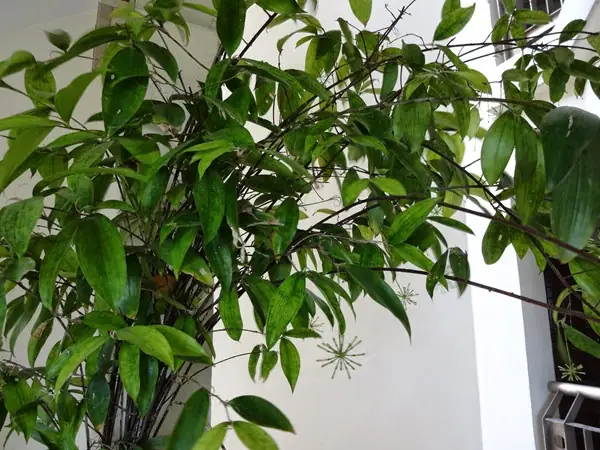 Hướng Dẫn Chi Tiết Cách Trồng Và Chăm Sóc Cây Trúc Nhật Chuẩn Kỹ Thuật Hướng Dẫn Chi Tiết Cách Trồng Và Chăm Sóc Cây Trúc Nhật Chuẩn Kỹ Thuật