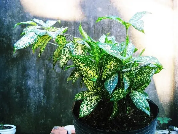 Hướng Dẫn Chi Tiết Cách Trồng Và Chăm Sóc Cây Trúc Nhật Chuẩn Kỹ Thuật Hướng Dẫn Chi Tiết Cách Trồng Và Chăm Sóc Cây Trúc Nhật Chuẩn Kỹ Thuật