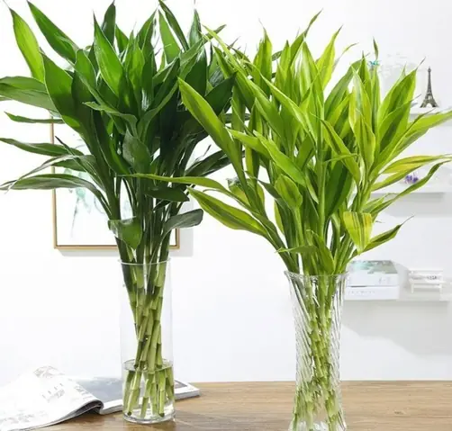 Cách Trồng Cây Trúc Phát Tài Trong Nước Và Đất Tại Nhà Cách Trồng Cây Trúc Phát Tài Trong Nước Và Đất Tại Nhà