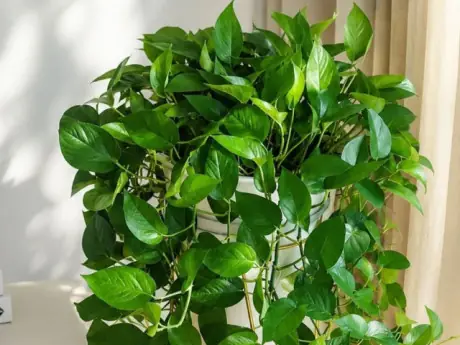 Cách Trồng Cây Trúc Phát Tài Trong Nước Và Đất Tại Nhà Cách Trồng Cây Trúc Phát Tài Trong Nước Và Đất Tại Nhà