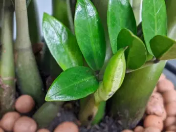 Cách Trồng Cây Trúc Phát Tài Trong Nước Và Đất Tại Nhà Cách Trồng Cây Trúc Phát Tài Trong Nước Và Đất Tại Nhà