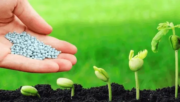 Cách Trồng Cây Trứng Gà (lê Ki Ma) Từ Hạt: Hướng Dẫn Từ Ươm Đến Thu Hoạch