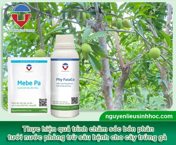Cách Trồng Cây Trứng Gà (lê Ki Ma) Từ Hạt: Hướng Dẫn Từ Ươm Đến Thu Hoạch