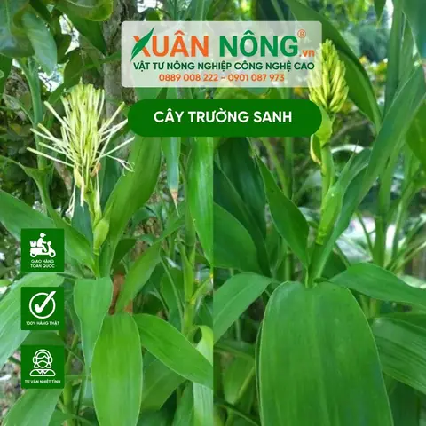 Cách Trồng Và Chăm Sóc Cây Trường Sanh Trong Nước Chi Tiết